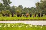 Rinder in den Lippeauen